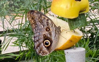 Ein schöner Tag in der Wilhelma